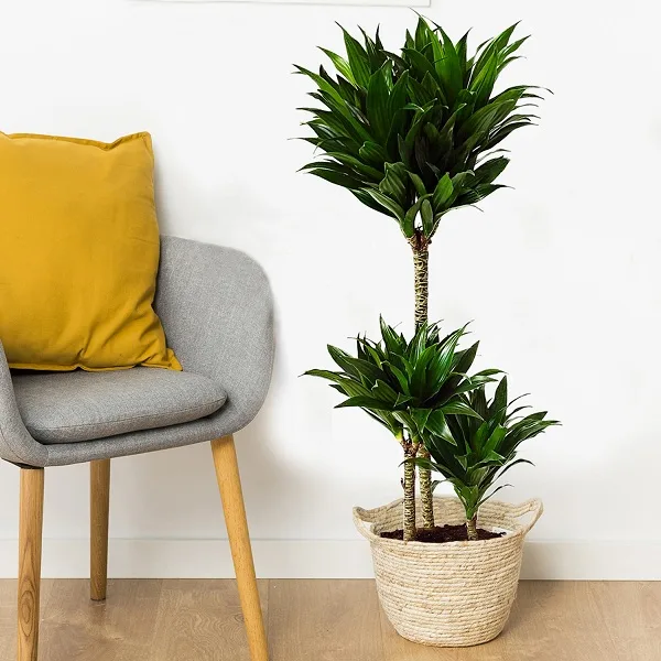 Dracena Compacta