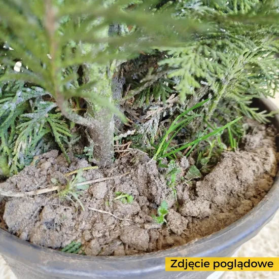 DRZEWKO JAKO OZDOBA ŚWIĄTECZNA