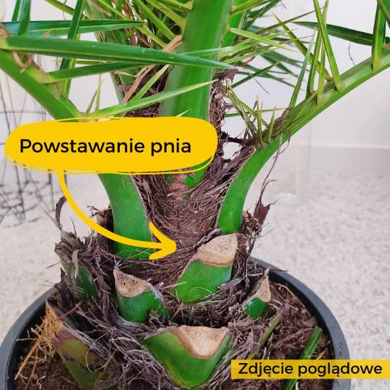 brzegi liści