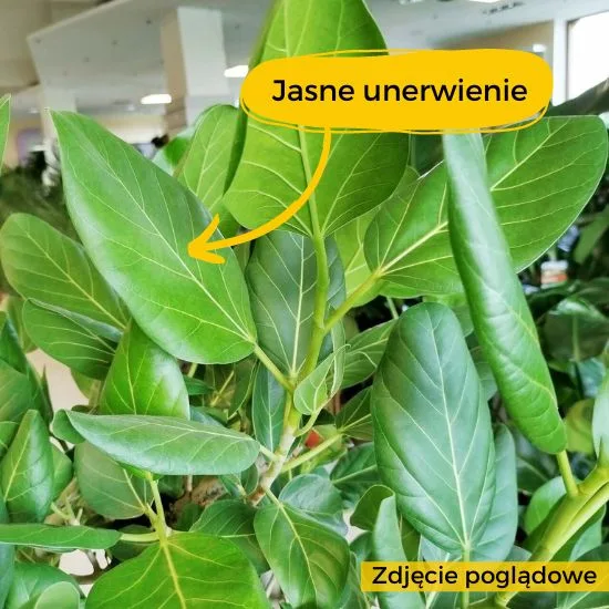 fikus bengalski