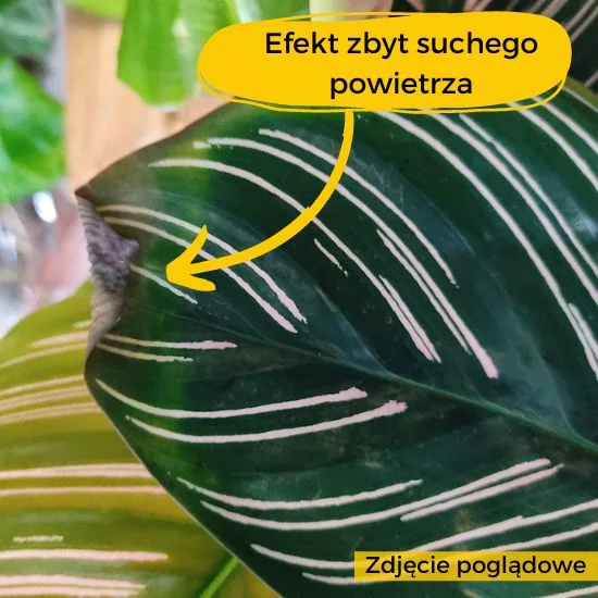 kalatea sanderiana