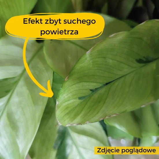 kalatea sanderiana