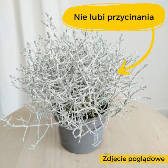 bananowiec