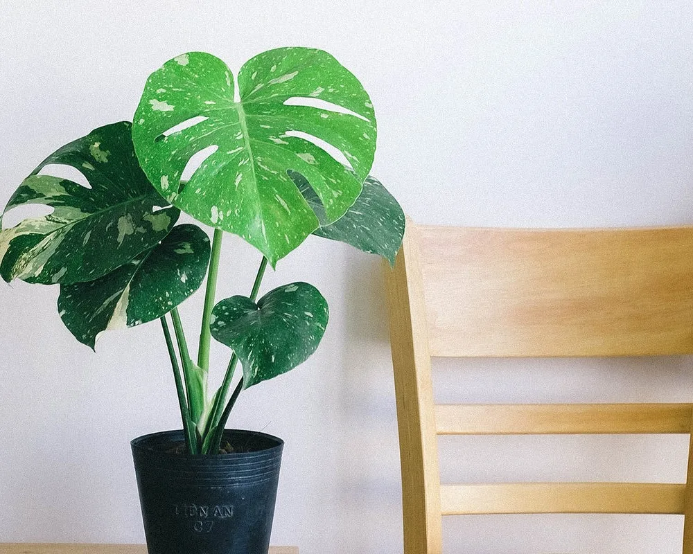 Monstera Variegata – kolekcjonerski must have