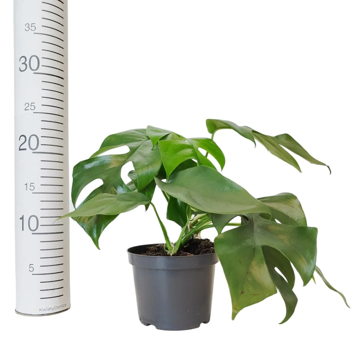 monstera