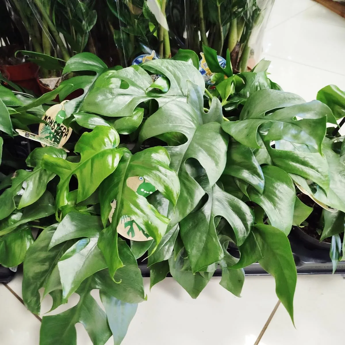 monstera