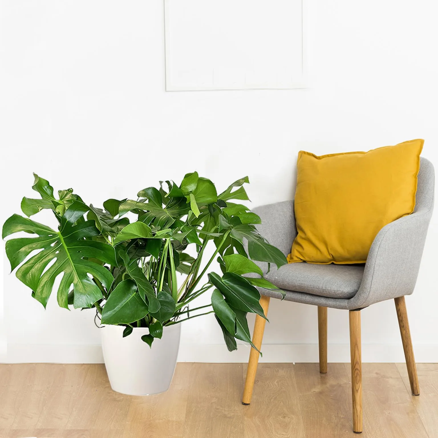 monstera w doniczce w domu
