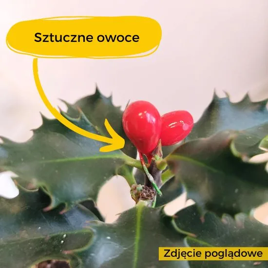 OSTROKRZEW SZTUCZNE OWOWCE