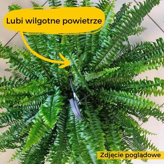 paprotka zrzucanie liści