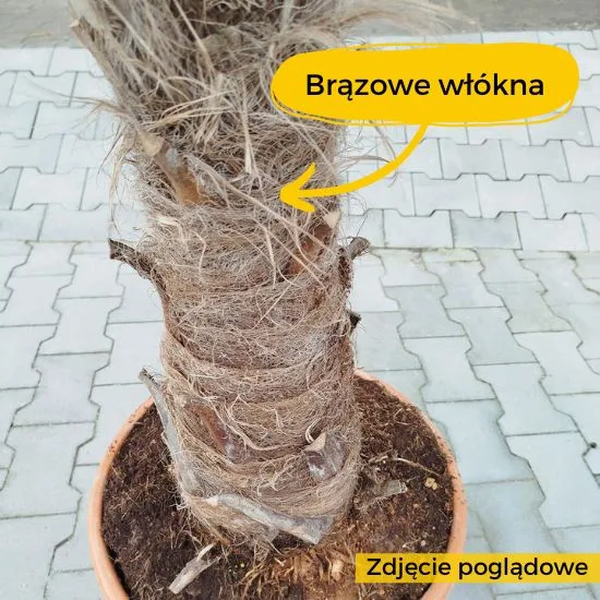 juka rostrata pień