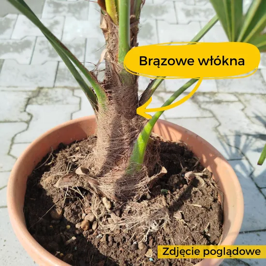 mały trachycarpus