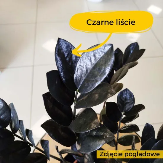 kropki na łodygach