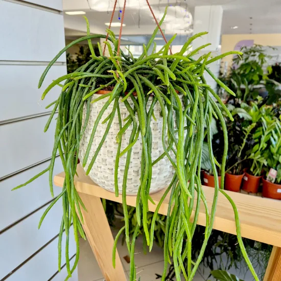 Rhipsalis-patyczak-wiszacy-Selenicereus