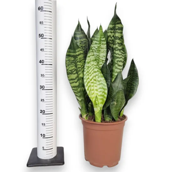 Sansewieria gwinejska (Sansevieria trifasciata 'Black Coral’)