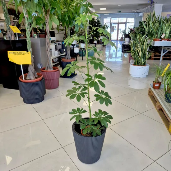Szeflera drzewkowata (Schefflera arbolicora 'Compacta’) 110cm