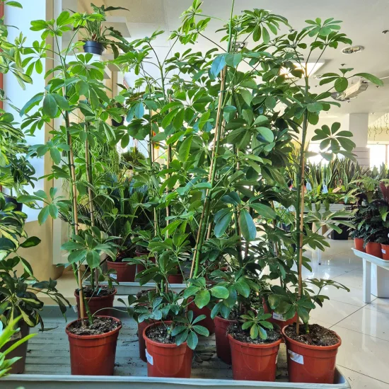 Szeflera drzewkowata (Schefflera arbolicora 'Compacta’) 110cm
