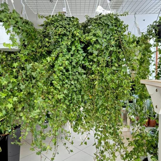Bluszcz pospolity Hedera helix Anna 130cm