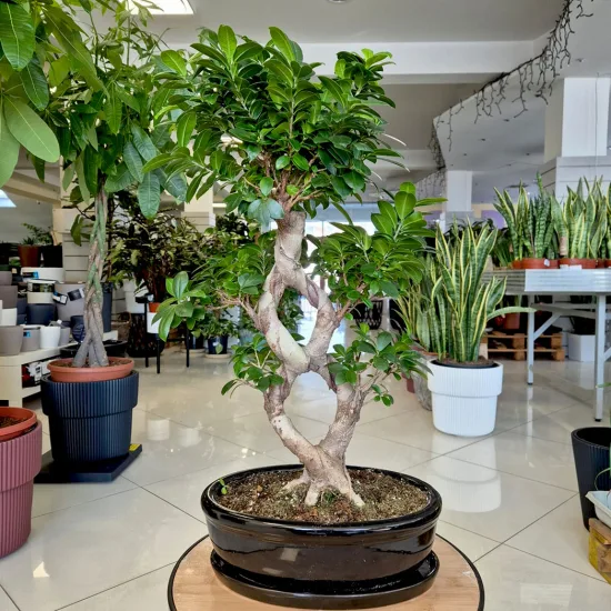Bonsai figowiec tępolistny (Ficus Microcarpa 'Ginseng’) w donicy 70cm