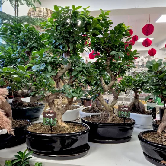 Bonsai figowiec tępolistny (Ficus Microcarpa 'Ginseng’) w donicy 70cm