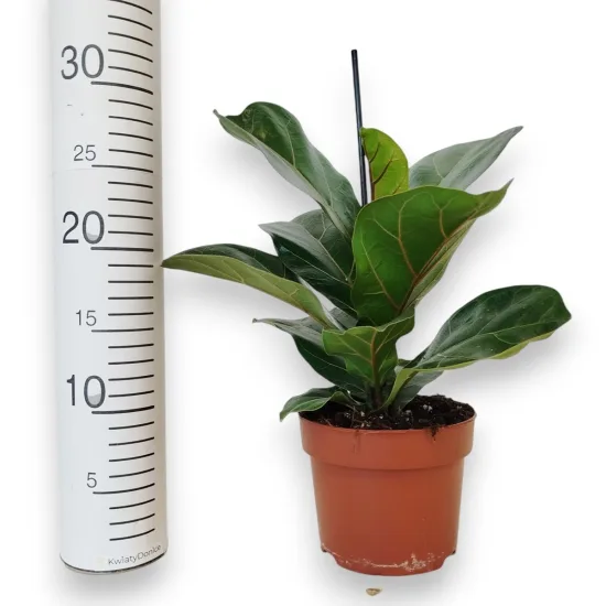 Fikus dębolistny (Ficus lyrata) 30cm'