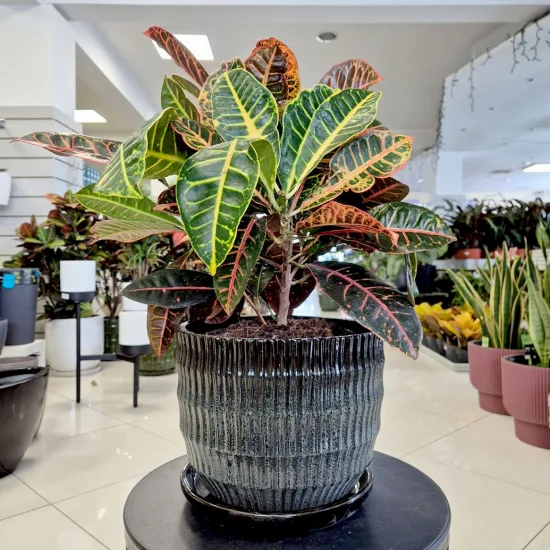 Kroton pstry trójskrzyn (Codiaeum 'Petra’)