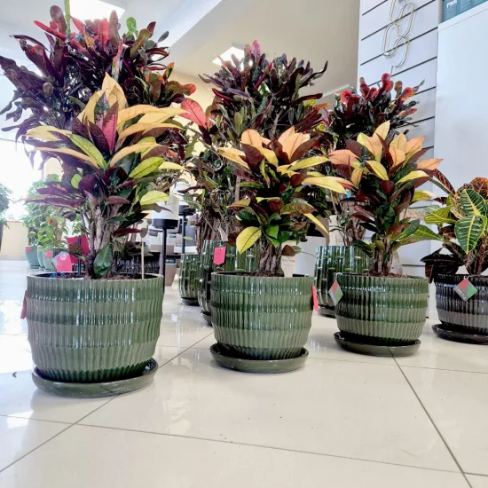 Kroton pstry trójskrzyn (Codiaeum variegatum 'Wilma’)