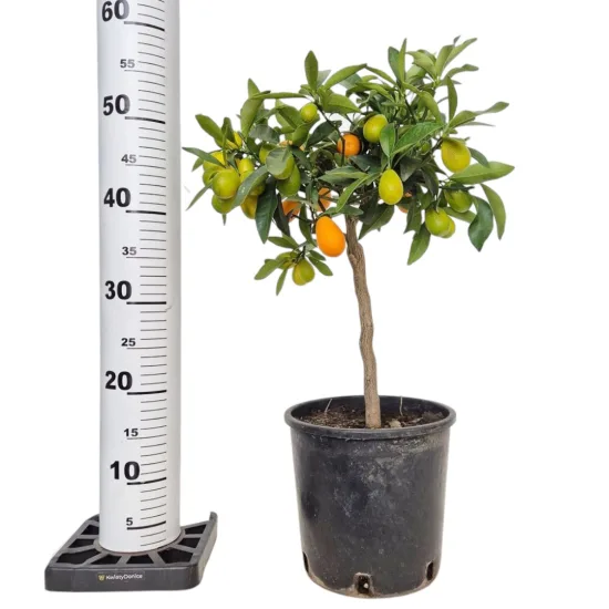 Kumkwat - drzewko cytrusowe (Citrus japonica)
