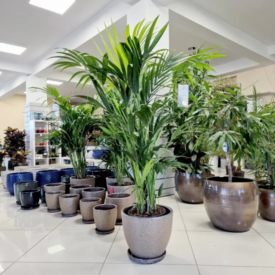 Palma Kentia (Kencja, Howea)