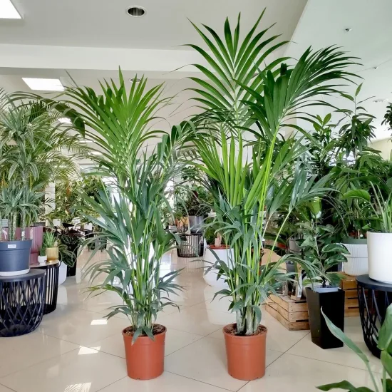 Palma Kentia (Kencja, Howea) 185cm