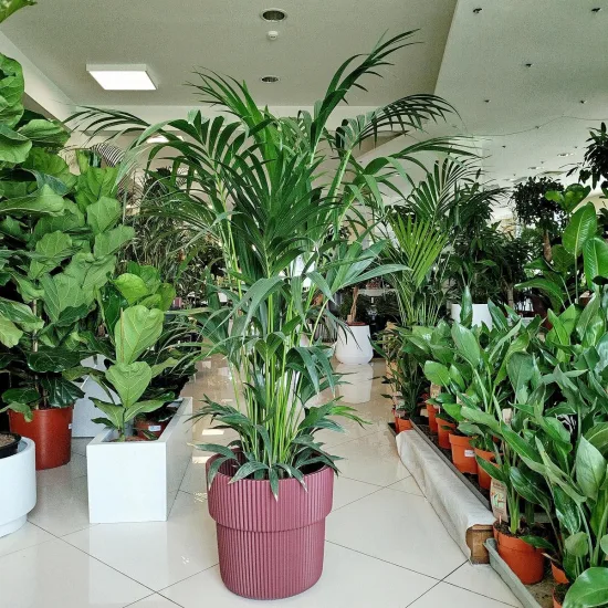 Palma Kentia (Kencja, Howea) 185cm