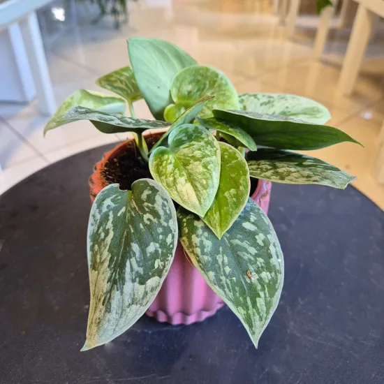 Scindapsus pstry (Scindapsus pictus 'Silvery Ann')