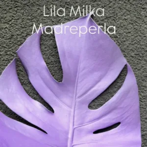 Farba do kwiatów w sprayu Florcolor Milka 6315 Madreperla