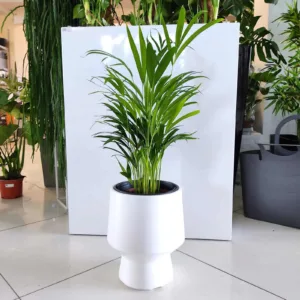 Palma Areka (Areca Dypsis) 70-80cm