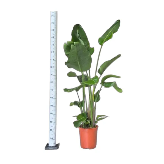 Strelicja biała 170-180cm Strelitzia nicolai w doniczce